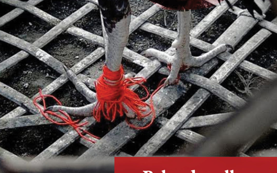 Pelea de gallos
